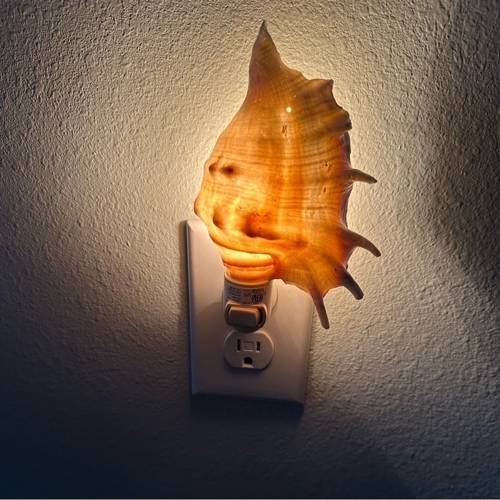 Spider Conch Seashell Nightlight. Such a Beautiful glow at night. NWOT